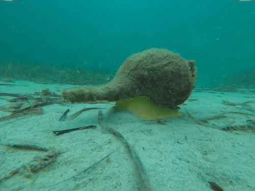 Sea snail species - Australian trumpet snail