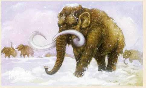 Origin and geographical distribution of woolly rhinoceros