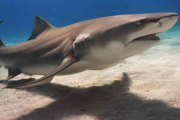 Animals and animals - Tiburon galano and tiburon limón (Negaprion brevirostris)