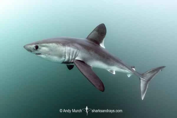Mediterranean shark - Mako shark (Lamna nasus)