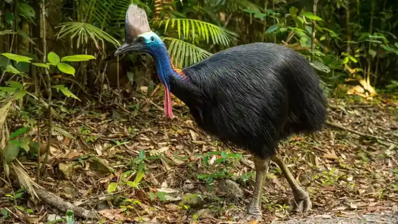 Cassowary: Known as "the world's most dangerous bird," why is it so "hardcore"?