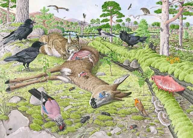 The world's top ten animals that best play dead