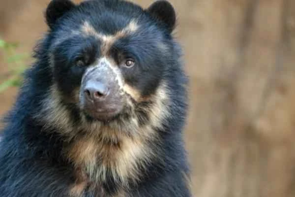 Bear species - Spectacled bear (Tremarctos ornatus)