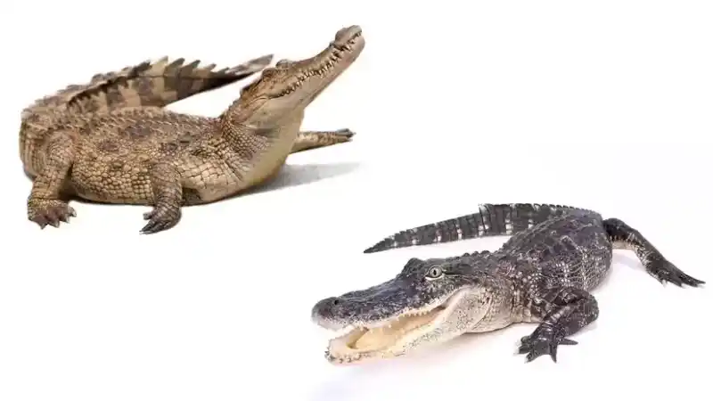 Alligator vs. Crocodile: Distinguishing Them at a Glance and Understanding Them in Detail