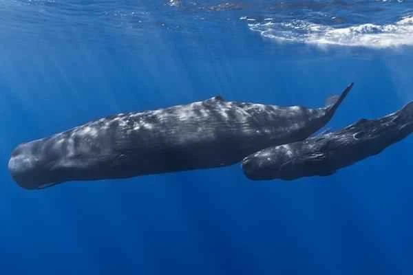 Sperm whale (Cachalote): A complete analysis of its characteristics, diet, and habitat.