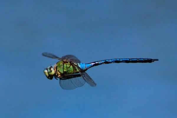 Dragonfly Species - Emperor Dragonfly