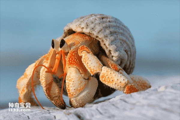 Characteristics and life features of hermit crabs