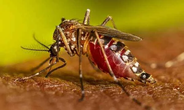 Top 10 Deadliest Animals: A Deep Dive into the World's Deadliest Creatures and Their Threat to Humans