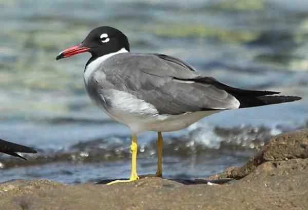 Types of gulls - White-eyed gull (Larus leucophthalmus)