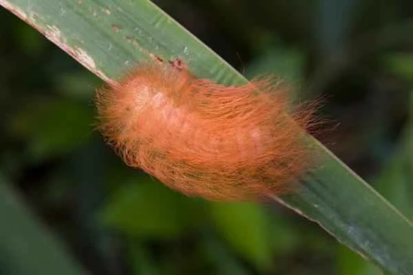Tipos de orugas - Oruga peluche (Megalopyge opercularis)