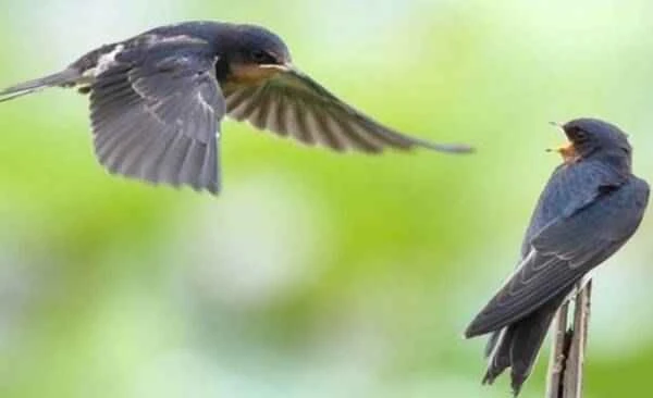 The fastest animal on Earth to fly long distances