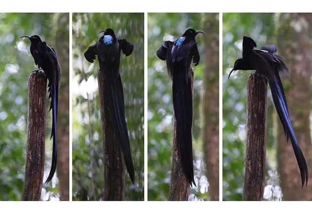 黑镰嘴鸟（Epimachus fastosus）又称黑镰嘴风鸟