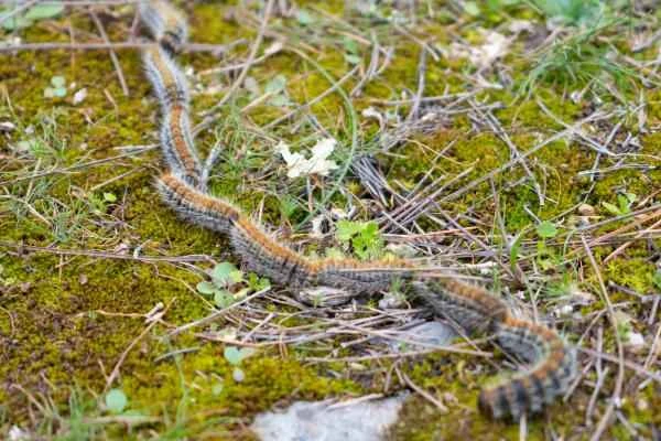 Pine Leaf Moth: Season, Location, Life Cycle, and Treatment - What is the Pine Leaf Moth and its Characteristics