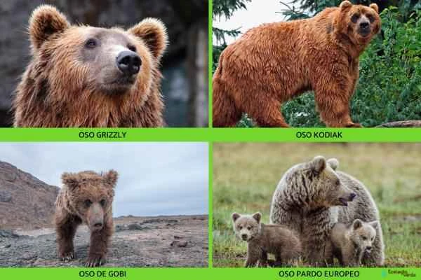 Tipos de osos - Oso pardo (Ursus arctos)