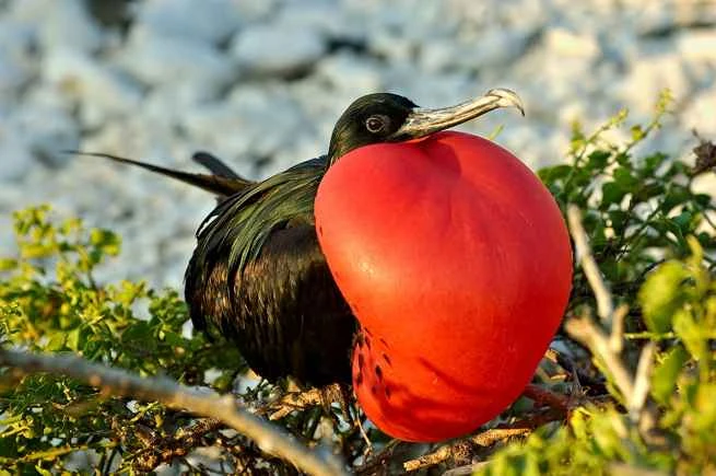 Frigatebird: The aerial overlord of the seas