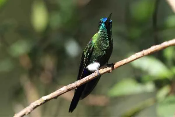 Colibríes en peligro de extinción - Colibrí pantalón de pecho negro (Eriocnemis nigrivestis)