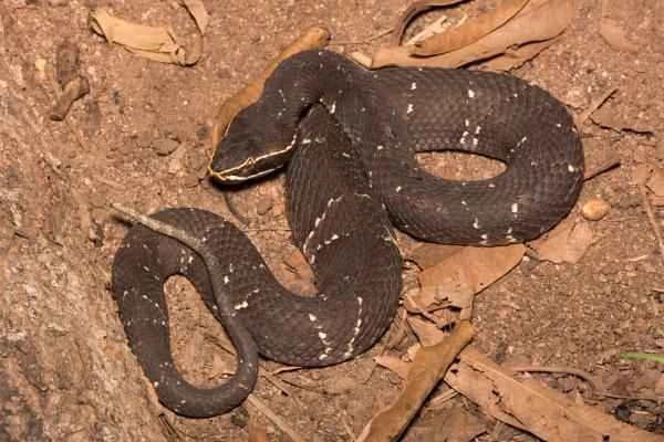 Animales venenosos de México - Cantil (Agkistrodon bilineatus)