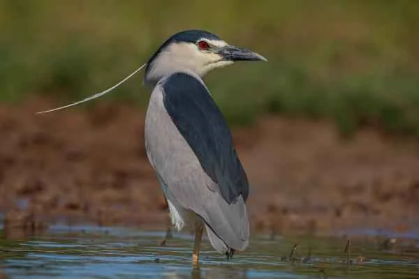 Grey heron species - Black-backed Grey Heron