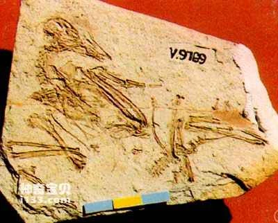 A paleoichthyologist accidentally became a paleornithologist.