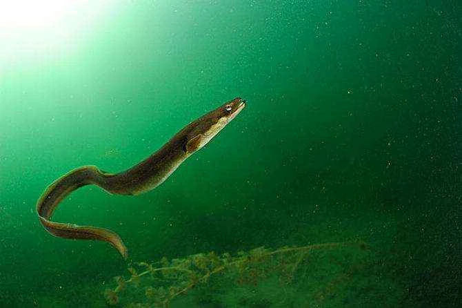 The origin and evolution of eels