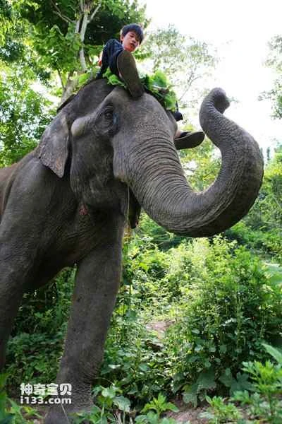 Cultural Factors in Asian Elephant Conservation: Thailand