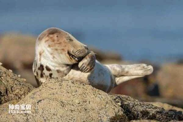 Funny Wildlife Photography Award: Real-life Angry Birds and a Seal Covering Its Mouth and Laughing