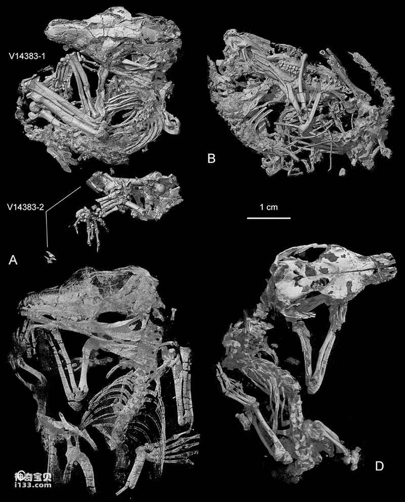 Evolution and Research Results of Li's Source Predator
