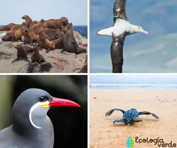 25+ representative animals of the Peruvian coast (with key information)