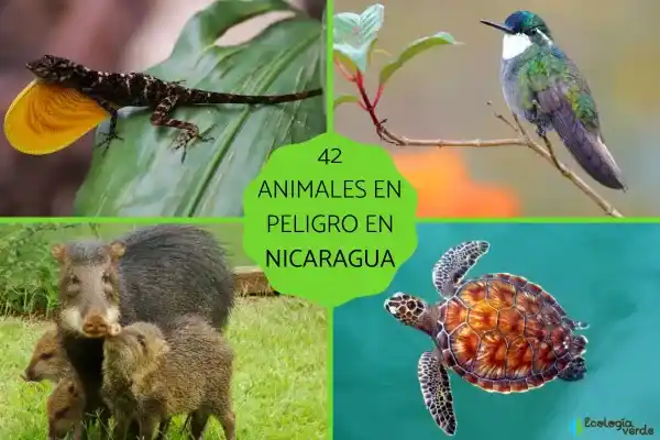 42 endangered animal species in Nicaragua (list + detailed description)