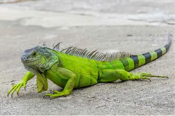 Tipos de iguanas - Iguana verde