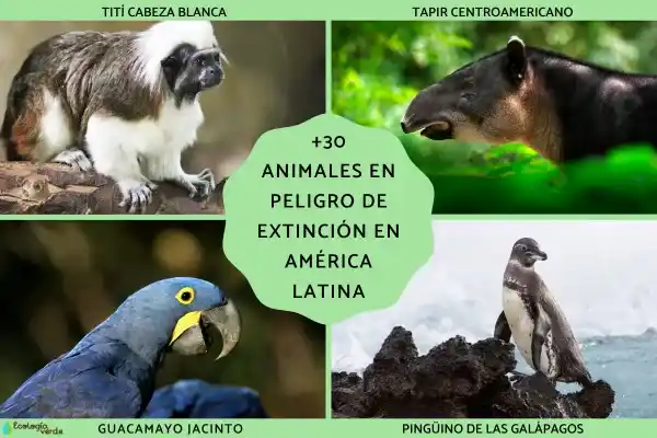 Endangered animals in Latin America (more than 30 species)