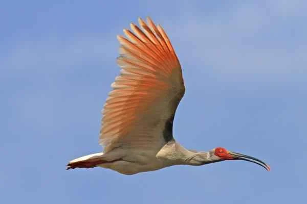 Animals of China - Japanese Ibis
