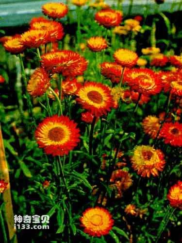 Not all plants that have flowers are "flowering plants".