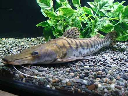 Detailed information on fish and their living habits