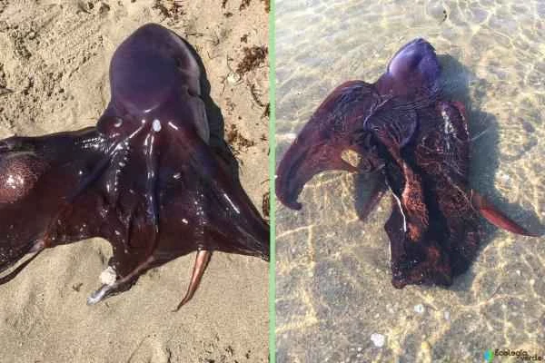 Poisonous octopus - manta ray or veiled octopus (Tremoctopus violaceus)