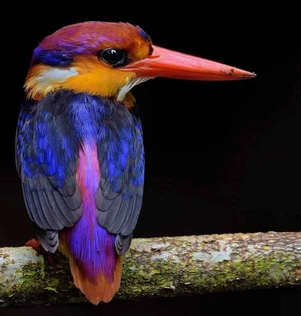 Understanding the Black-backed Pygmy Kingfisher: The Secrets of This Miniature Kingfisher
