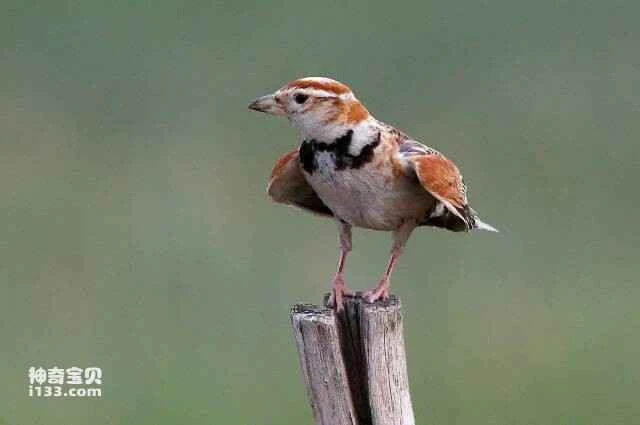 How many of China's ten most famous birds can you recognize?