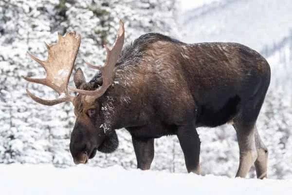 Moose (elk) – Characteristics, Species, Habitat and Diet