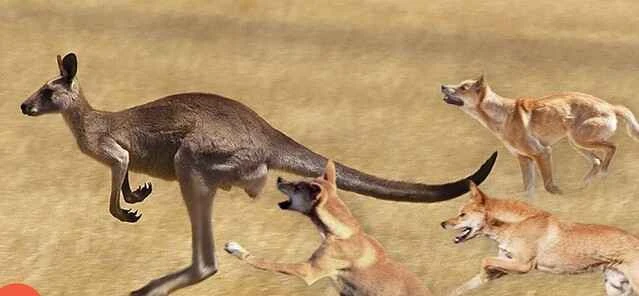 Understanding the Red Kangaroo: Predator, Defense Mechanisms, and Its Role in the Ecosystem