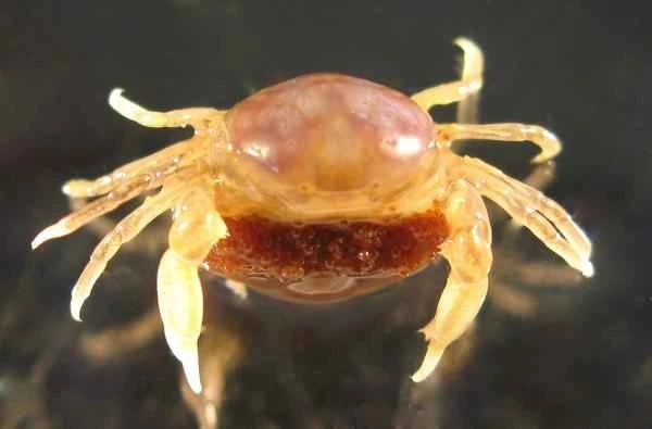 Crab species - Indo-Pacific pea crab (Pinnotheres sp.)