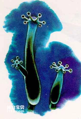 Evolution of ancient coelenterates