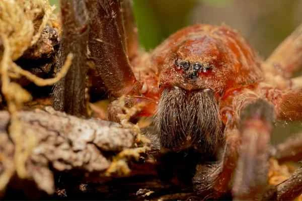 Toothless animals – Spiders (Arachnida)