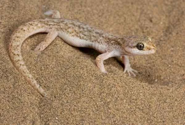 Animals of Patagonia - Gecko of Darwin