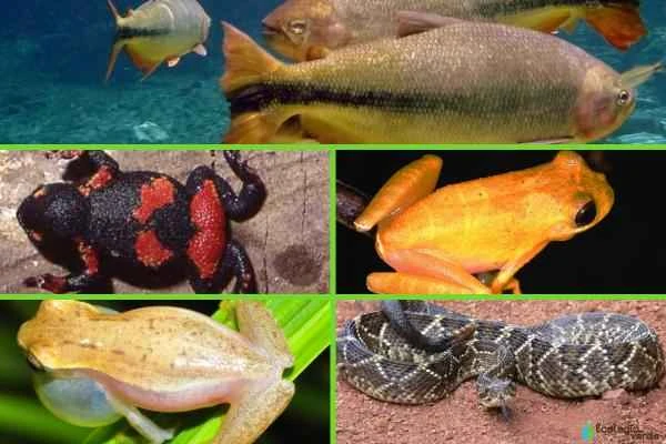 Animales en peligro de extinción en Uruguay - Otros animales en peligro de extinción en Uruguay