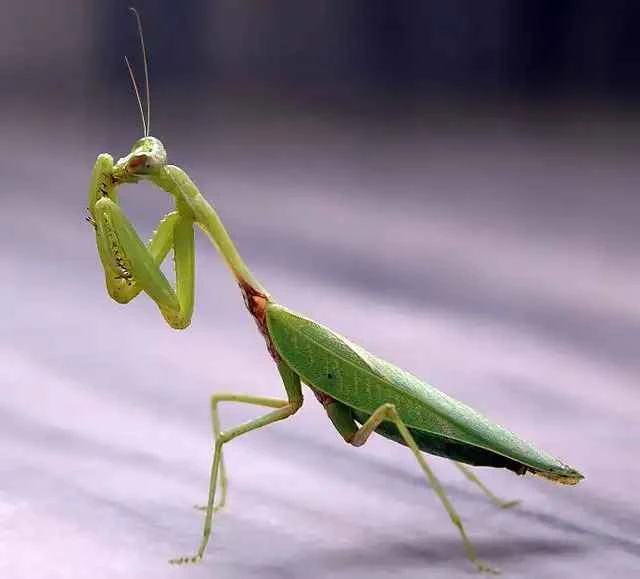 Detailed information and habits of praying mantises