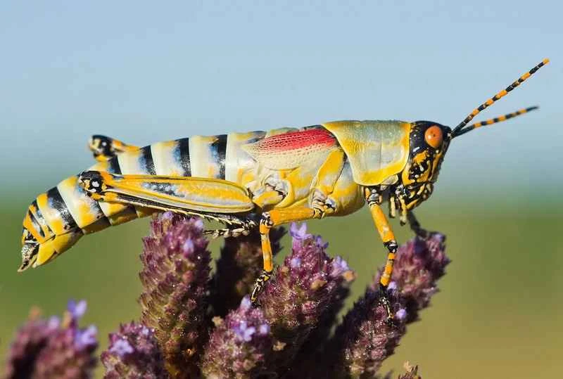 Characteristics and habitat of grasshoppers