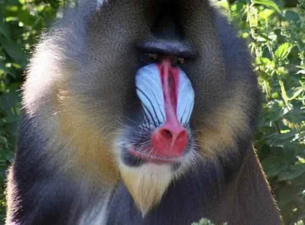 Monos en peligro de extinción - Dril (Mandrillus leucophaeus)