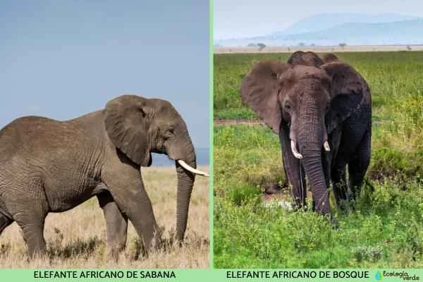 Elephant species - African elephant