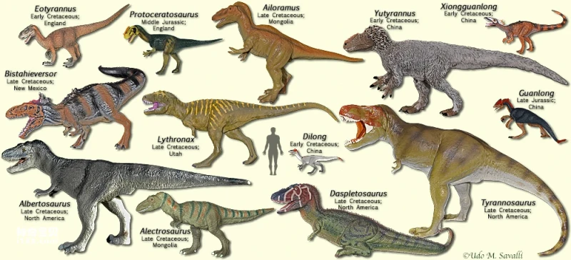 What kinds of Tyrannosaurus Rex are there?