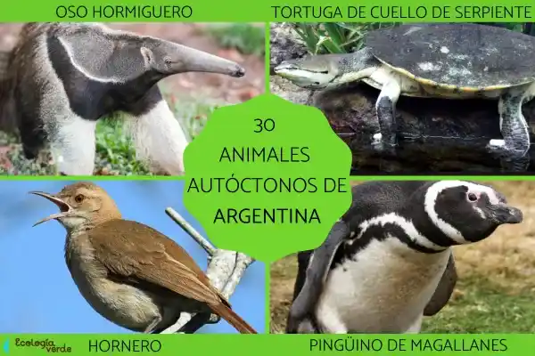 A comprehensive list of native Argentine animals (30 species)